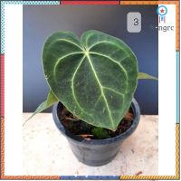 หน้าวัวหัวใจ (Anthurium clarinervium) ต้นใหญ่ flashsale ลดกระหน่ำ