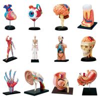 Medical-Torso Human Body Model Removable Parts Education Organs Model for Teaching Study Class Students