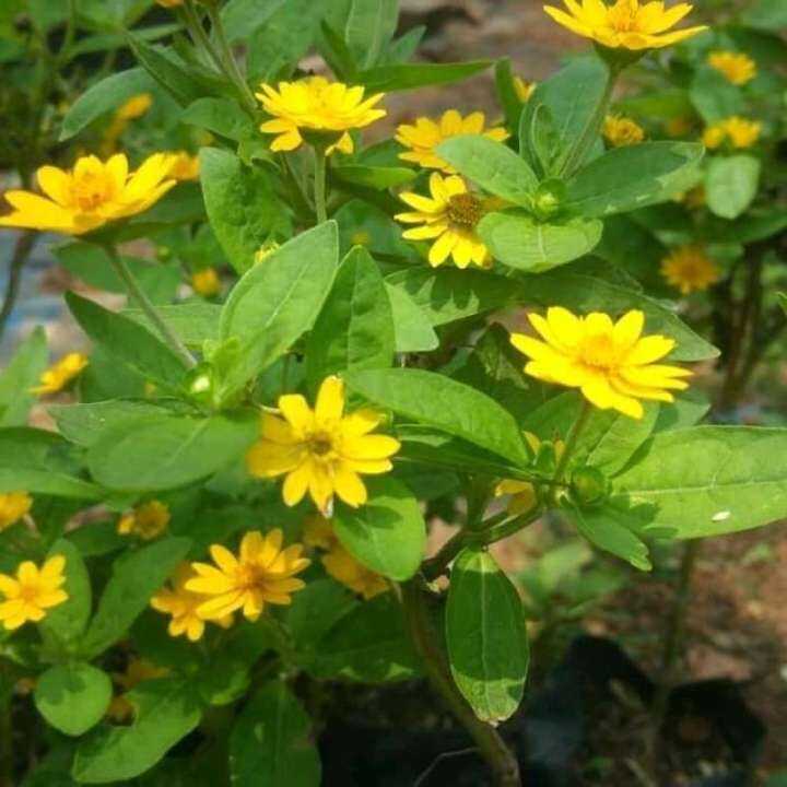 tanaman Bunga Seribu Bintang Butter Daisy seeds5 Lazada PH