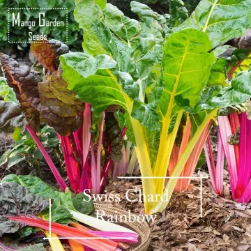 Ruby Red Rhubarb Swiss Chard Seeds