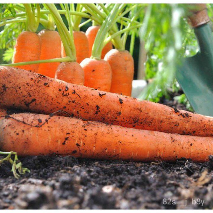 flower seeds Carrot Seeds Fruit Vegetable Seeds | Lazada PH