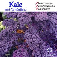 แคลสีม่วง เมล็ดคะน้าใบหยิกสีม่วง Kale Curly Scarlet 8-10 เมล็ด นำเข้าจาก AUS อัตราการงอกสูง