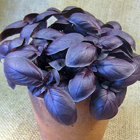 SWEET PURPLE BASIL SEEDS HYBRID Lazada PH