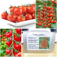 เมล็ดพันธุ์ มะเขือเทศเชอรี่ Red Cherry Tomato Seed 100 เมล็ด ของแท้ เมล็ดพันธุ์พืช ผักสวนครัว เมล็ดพันธุ์ผัก