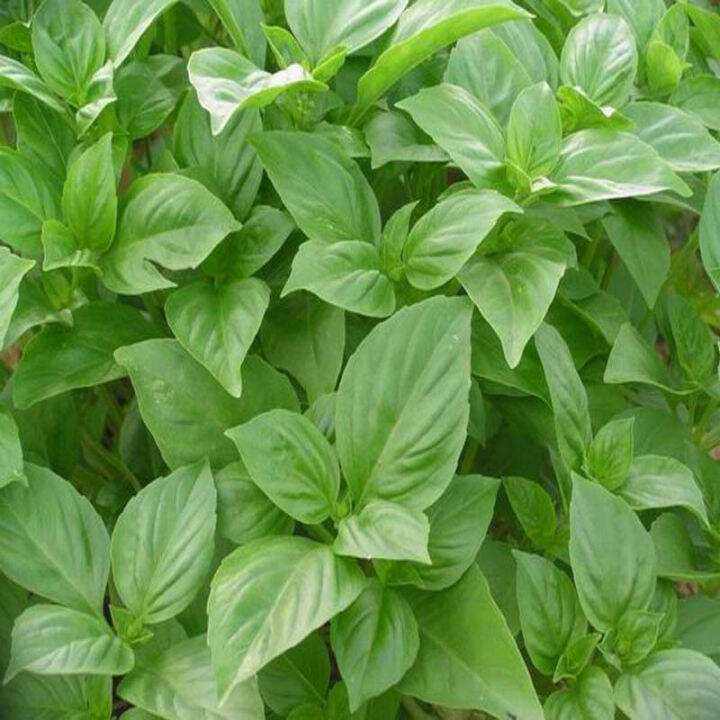 Bulk basil seeds, fruits and vegetables, large leaf sweet basil potted