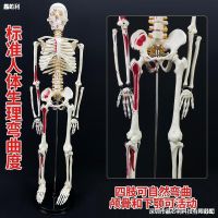 Human body skeleton model musculoskeletal spine adult white skeleton teaching vertebral body art with anatomical furnishing articles