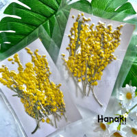 【พร้อมส่งจาก】 ดอกมิโมซ่า ? Mimosa  ดอกไม้จริงทับแห้ง ดอกไม้ทับแห้ง ดอกไม้แห้ง Preserved Flower