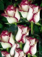 28 เมล็ด เมล็ดพันธุ์ กุหลาบ White Pink Rose Rose Seeds ดอกใหญ่ นำเข้าจากต่างประเทศ พร้อมคู่มือ เมล็ดสดใหม่ Garden Seed