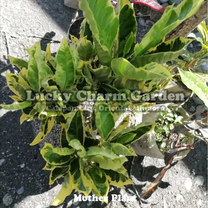 Small Croton or San Francisco, 20 Varieties (rooted and stable with