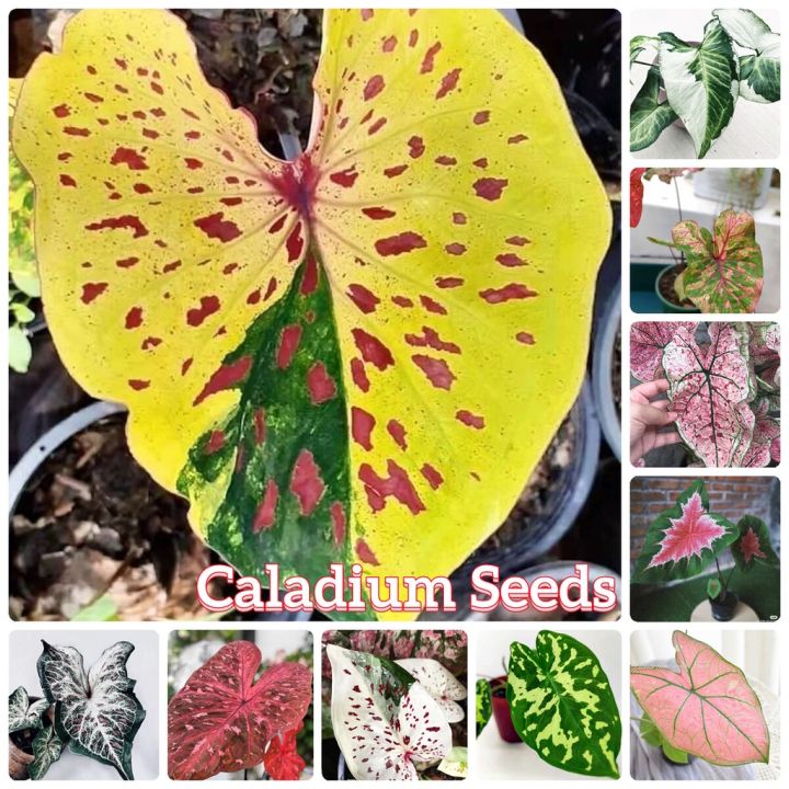 hot-บอนสี-100เมล็ด-mixed-colors-caladium-seeds-ต้นไม้-ต้นไม้มงคล-ต้นไม้ฟอกอากาศ-เมล็ดดอกไม้-ต้นไม้ประดับ-เมล็ดพันธุ์-บอนสี-ส่งด่วน-พรรณ-ไม้-น้ำ-พรรณ-ไม้-ทุก-ชนิด-พรรณ-ไม้-น้ำ-สวยงาม-พรรณ-ไม้-มงคล
