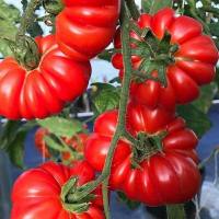 เมล็ด มะเขือเทศ คอสโตลูโต ( Costoluto Genovese Tomato Seed ) บรรจุ 5 เมล็ด คุณภาพดี ของแท้ 100%