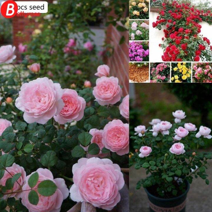 Sensei Roses 100 seeds Climbing Rose Seed Outdoor Potted Bonsai Plants Rose seeds ...