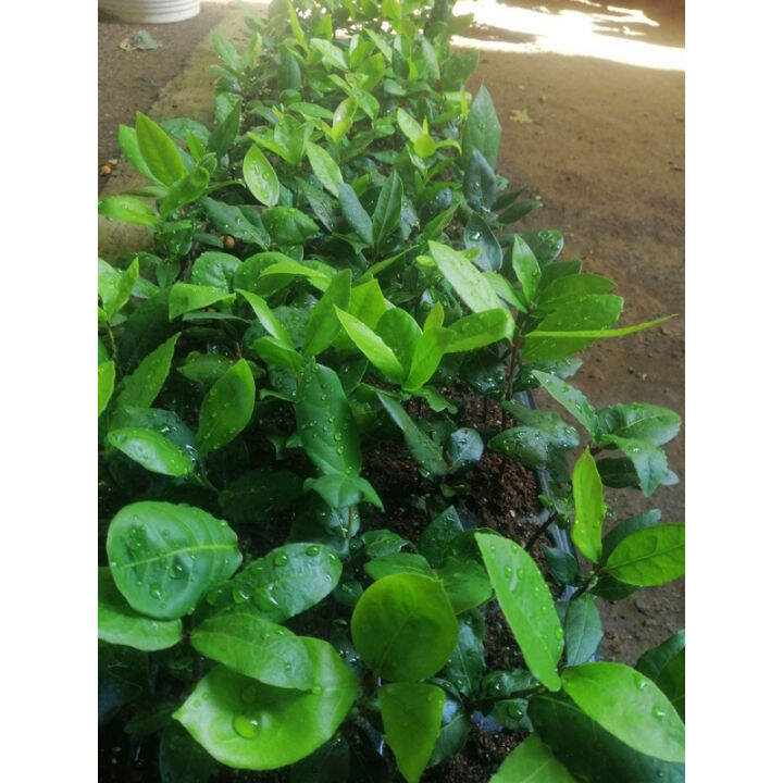 Bay leaf Plant 20 seeds Lazada PH