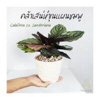 Woww สุดคุ้ม T9  คล้าขุนแผนชมพู Calathea majestica ถ้าว่านเจริญงอกงามดี เป็นผู้มีความเป็นอยู่เจริญ Size 5" ราคาโปร พรรณ ไม้ น้ำ พรรณ ไม้ ทุก ชนิด พรรณ ไม้ น้ำ สวยงาม พรรณ ไม้ มงคล