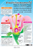 โปสเตอร์ ส่วนประกอบของดอกไม้ #EQ-119 โปสเตอร์กระดาษอาร์ตมัน สื่อการเรียนการสอน สื่อการเรียนรู้