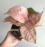 ออมชมพู (Syngonium hybrid pink) ไม้มงคลสีชมพูล้วน ต้นใหญ่ใบสวย ราคาถูก *หากเลือกชำระปลายทาง กรุณาชำระเงินและรับสินค้าด้วย*