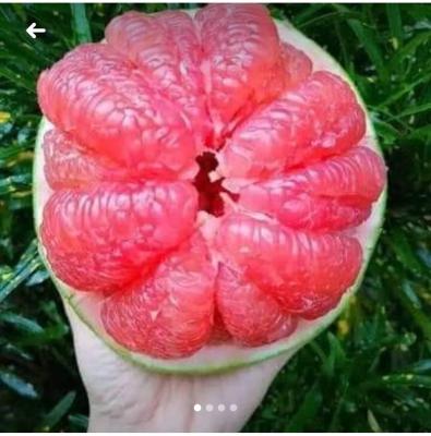 ส้มโอแดงทับทิมสยาม (Tubtim Siam Red Pomelo)ขนาด 40 ซม.