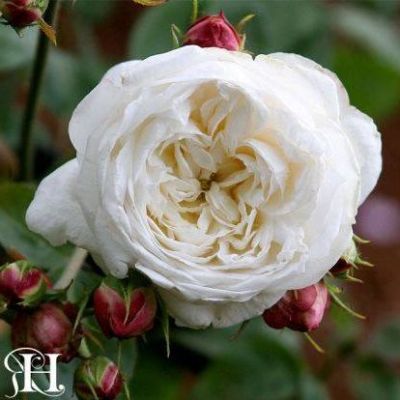 30 เมล็ด เมล็ดพันธุ์ Fair Bianca (Rosa Fair Bianca) สายพันธุ์อังกฤษ ดอกกุหลาบ นำเข้าจากอังกฤษ ดอกใหญ่ พร้อมคู่มือปลูก English Rose Seed