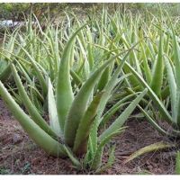 Woww สุดคุ้ม ต้นกล้าว่านหางจระเข้ยักษ์ พันธุ์ Barbadensis Aloe Vera ราคาโปร พรรณ ไม้ น้ำ พรรณ ไม้ ทุก ชนิด พรรณ ไม้ น้ำ สวยงาม พรรณ ไม้ มงคล