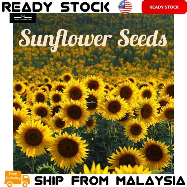 Sunflower Seeds Flower Bonsai Potted Plants Helianthus Annuus Garden
