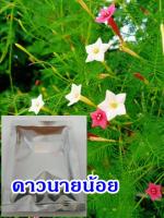 เมล็ดพันธู์ดอกดาวนายร้อย20เมล็ดคละสี