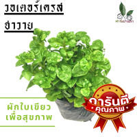 ผักเป็ดญี่ปุ่น (Brazilian Spinach) วอเตอร์เครสฮาวาย  วอเตอร์เครส วอเตอร์เครสฮาวาย(ใบใหญ่) ผักสลัด ใบใหญ่ ส่งพร้อมถุงดำ พร้อมปลูก