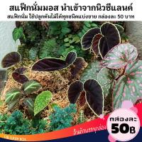 ( Promotion ) สุดคุ้ม สแฟ็กนั่มมอส Sphagnum moss ปลูกพืช กล่องละ 50 ราคาถูก พรรณ ไม้ น้ำ พรรณ ไม้ ทุก ชนิด พรรณ ไม้ น้ำ สวยงาม พรรณ ไม้ มงคล