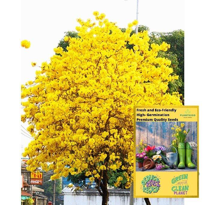 Golden Trumpet Tree Seeds TR4 Easy plant soil like Lily, Petunia