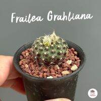 เฟรเรีย Frailea Grahliana ไม้อวบน้ำ กุหลาบหิน cactus&amp;succulent