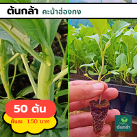 ต้นกล้า คะน้าฮ่องกง คะน้าต้นใหญ่  ??50 ต้น??