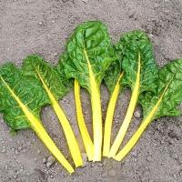 เมล็ดพันธุ์ สวิสชาร์ดสีเหลือง (Golden Swiss Chard Seed) บรรจุ 60 เมล็ด คุณภาพดี  ของแท้ 100%