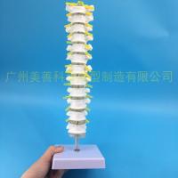 Medical 1:1 human thoracic model lumbar cervical thoracic spine bonesetting orthopedic bone model