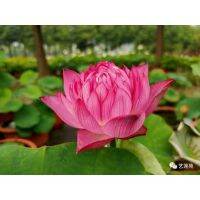 5 เมล็ดพันธุ์ บัว สายพันธุ์ RED LANTERN LOTUS สีชมพู เพาะปลูกและเก็บเมล็ดในไทย ขยายพันธุ์ในไทยได้ สายพันธุ์นิยมปลูกในอเมริกา