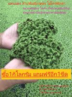 แหนแดง สายพันธุ์เกษตร(2kg) กดรับของแถมด้านใน