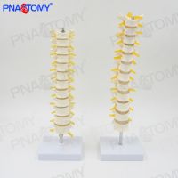 1:1 human thoracic model lumbar cervical thoracic spine bonesetting medical orthopaedics skeleton model