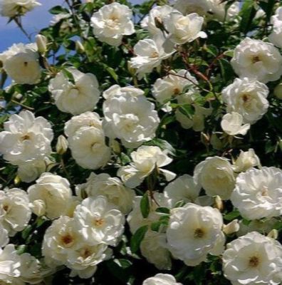 30 เมล็ด เมล็ดพันธุ์ กุหลาบหนู สีขาว Rose Seed ดอกเล็ก ดอกหอม จิ๋ว นำเข้าจากต่างประเทศ พร้อมคู่มือ เมล็ดสด ใหม่