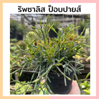 ต้นริพซาลิส ป็อบอาย Rhipsalis baccifera ?? ในกระถาง 4 นิ้วพร้อมแขวนลวด 3 ขา