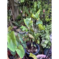 ราคาพิเศษ Colocasia Coffee Cup" หรือ "บอนห่อเงินห่อทอง /ถ้วยกาแฟ ส่งไว ต้นไม้ ต้นไม้ประดับ ต้นไม้ฟอกอากาศ ไม้ด่าง