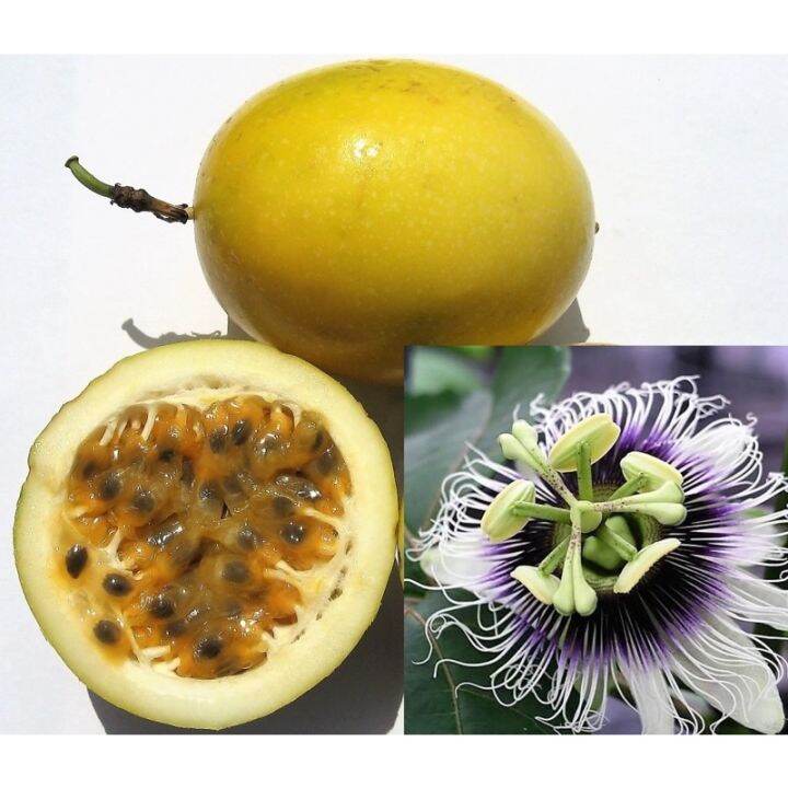 It's a seed, not a plant! BUah MARKISA EMAS SUPER MANIS SWEET GOLDEN