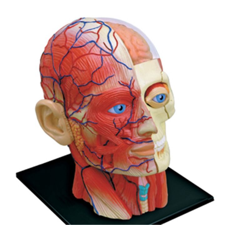 medical-torso-human-body-model-education-head-muscles-nerve-organs-model-for-student-teaching-study-assembling-model