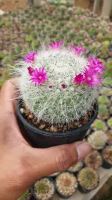 ขายดีอันดับ1 ต้นเพชร แมมแม่เฒ่า Mammillaria hahniana Werderm. ขนาดกระถาง 2 นิ้ว #แคสตัส #cactus #ไม้เพาะเมล็ด ส่งทั่วไทย ต้นไม้ ฟอก อากาศ กระถาง ต้นไม้ ไม้ ประดับ ต้นไม้ ปลูก ใน บ้าน