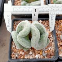 ??แมมนกฮูกคริสตาต้า ?? Mammillaria perbella cristata  ไม้ชำหน่อขนาด 6-8 ซม.  ต้นกระบองเพชร ต้นแคคตัส (แคคตัส กระบองเพชร)