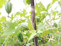 เมล็ดกระดอม/มะนอย/ขี้กาเหลี่ยม(baby wild sponge gourd seeds)หายาก พืชผักสมุนไพรปรากฏในตำรายาโบราณเป็นยาเย็นแก้ไข้  นำไปแกง ลวก พันธุ์แท้(สามารถเก็บเมล็ดทำต่อได้)