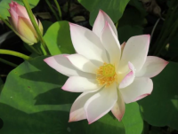 5 เมล็ดพันธุ์ บัว สายพันธุ์ EMBOLENE LOTUS LUMINOUS BLOOMS สีชมพู ขาว เพาะปลูกและเก็บเมล็ดในไทย ขยายพันธุ์ในไทยได้ สายพันธุ์นิยมปลูกในอเมริกา