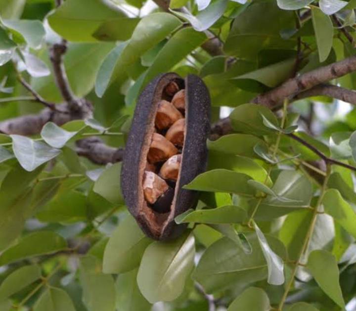 มะค่าโมง-เมล็ดพันธุ์มะค่าโมง-มะค่าแต้-black-rosewood-pod-mahogany-seeds-บรรจุ-5-เมล็ด