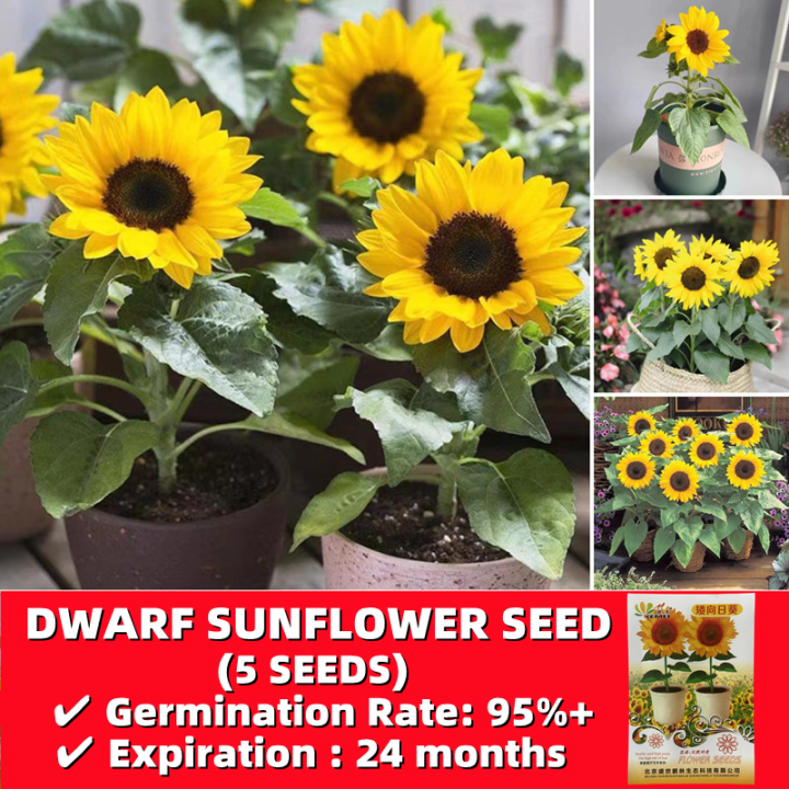 How To Grow Sunflower Seeds In The Philippines Best Flower Site