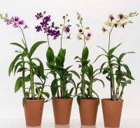 35 เมล็ดพันธุ์ เมล็ดกล้วยไม้ กล้วยไม้สกุลหวาย (Dendrobium) Orchid flower seed. อัตราการงอกสูง 80-85%