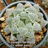 Haworthia cooperi variegata cv.silver swirl A064