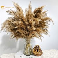 5pcs Fluffy Natural Pampas Grass Naturales Bonquet Bohemian Chic Decoration Real Phragmites Wedding Arrangement Home Decor