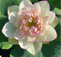 5 เมล็ด บัวนอก บัวนำเข้า บัวสายพันธุ์ XIN JIN XIA LOTUS สีขาว สวยงาม ปลูกในสภาพอากาศประเทศไทยได้ ขยายพันธุ์ง่าย เมล็ดสด